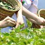 海東ブラザース ジャスミン茶 有機JAS認定商品 無添加・無着色・無香料 【500ml×24本】