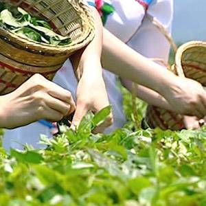 海東ブラザース 烏龍茶(ウーロン茶) 有機JAS認定商品 無添加・無着色・無香料 【500ml×24本】