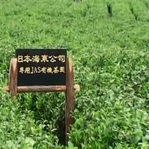 海東ブラザース 烏龍茶(ウーロン茶) 有機JAS認定商品 無添加・無着色・無香料 【500ml×24本】