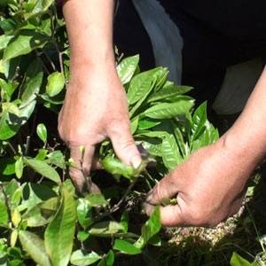 海東ブラザース 烏龍茶(ウーロン茶) 有機JAS認定商品 無添加・無着色・無香料 【500ml×48本】