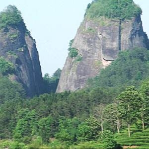 海東ブラザース 烏龍茶(ウーロン茶) 有機JAS認定商品 無添加・無着色・無香料 【500ml×48本】