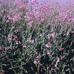 羅布麻茶(ラフマ茶)-(350ml×24本)