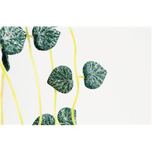 クリスタルハートカヅラ