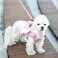 Its DogiCbchbOj }CGWFxXgn[lX^sNywkz