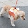 Its DogiCbchbOj }CGWFxXgn[lXEou^IWylz