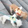 Its DogiCbchbOj }CGWFxXgn[lXEou^u[ylz