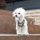 Its DogiCbchbOj XC~O_bNn[lX^uEyrz