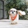 Its DogiCbchbOj ouLfB[n[lX^IWyrz