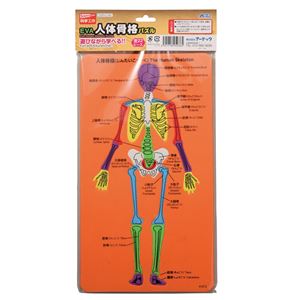 (まとめ)アーテック EVA人体骨格パズル 【&times;30セット】