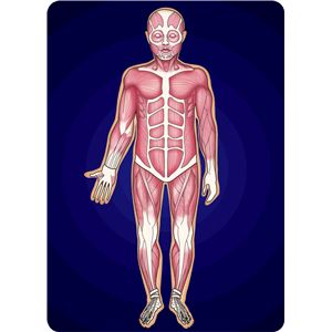 (まとめ)アーテック サイエンスチェンジングカード(人体) 【&times;30セット】