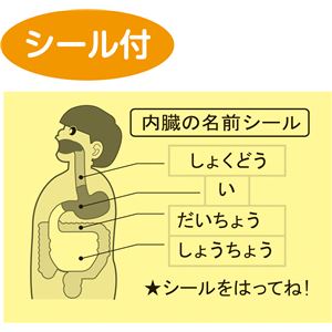 (まとめ)アーテック 食べ物の通り道めいろ 【&times;40セット】
