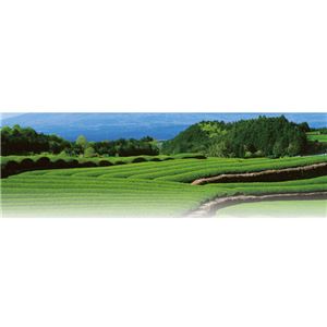 産地銘茶味くらべ SSR-40