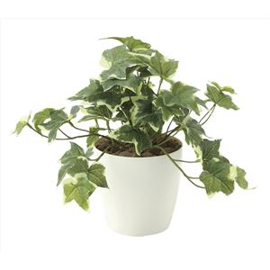 光の楽園【光触媒／人工観葉植物】フレッシュ斑入りアイビーS