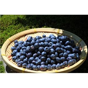 ワイルドブルーベリーノンオイル 8袋