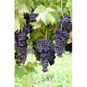 ブラックレーズン 8袋