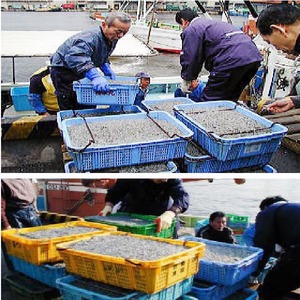 兵庫名産 生炊き 無添加 いかなごのくぎ煮 500g 【４袋セット】