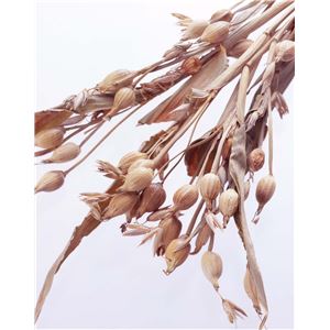 トミーリッチ 薬用ハトムロンL