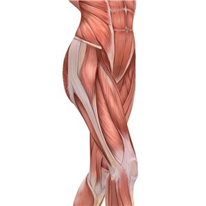 うす楽インナー股関節ベルト M〜Lサイズ