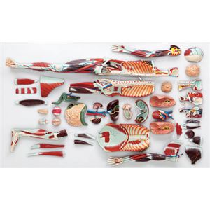 人体解剖模型 【女／等身大100分解】 精密度模型 神経・脈管系表示 カバー付き J-101-1