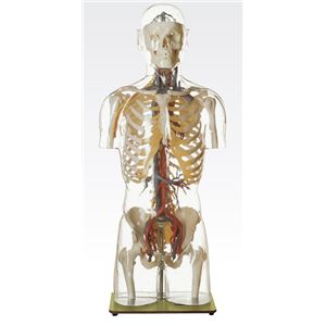 透明トルソ／人体解剖模型 【循環器人体モデル】 等身大 1体型モデル J-113-5