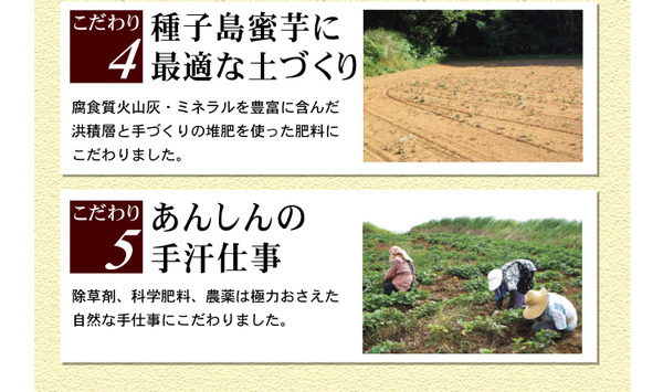 夢百笑 種子島蜜芋 5Kg 【安納芋(あんのういも)】
