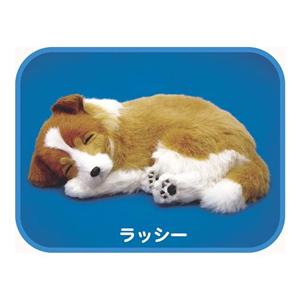 パーフェクトペット ラッシー