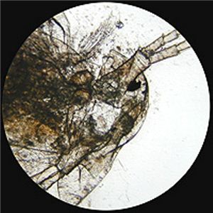 MIZAR-TECi~U[ebNj wK 100`1200{ ML-1200摜Q