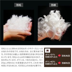 ホワイトダッグダウン85％使用羽毛掛布団　寝具2点セット ブラウン