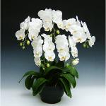 胡蝶蘭　5本立　45輪以上　白