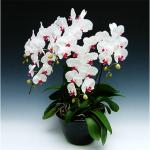胡蝶蘭　5本立　45輪以上　リップピンク