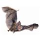 ynEBz Hairy Flying Vampire Bat-SmalliAȃREj 0762543052808摜ŏP