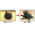 水の天使　１５０ｇ