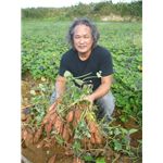 幻の蜜芋・種子島あんのう芋 3kg（紅芋）