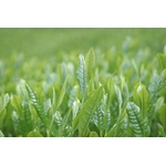 茯茶（フーチャ）200g