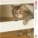写真素材 売切り写真館 VIP63 猫ちゃんたち