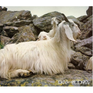 �J�V�~��100���ѕz