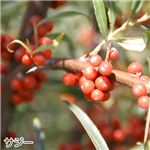 ビューティ-サジー コラーゲンプラス 2箱セット