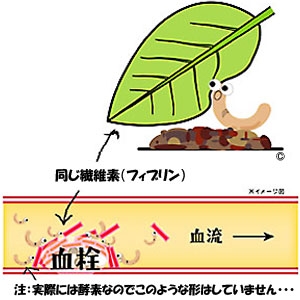 Dr．ルベルス