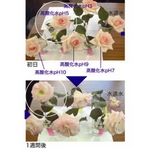H20�ޥ����󥿥���󥸥󥰥�����