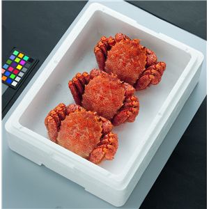 毛蟹