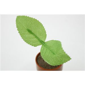 �y�R�b�ρ@2�Z�b�g�@�i���j