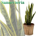 �T���Z�x���A