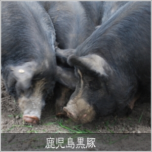 ��������ڡ������ѡ�ñ�ʡˡ�����500g