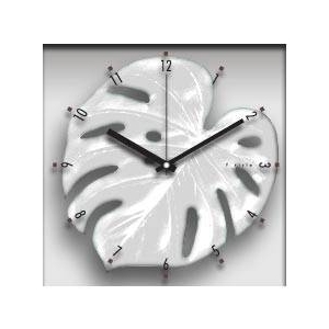 �s�|���v�tMonstera deliciosa / White(�����X�e�� �f���V�I�T/��)