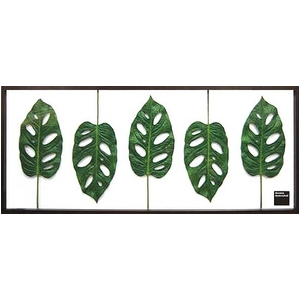 iX s[tpltMonstera friedrichsthalii(Xe }hJY) ^Cv2 yTCY 1375x570x30mmz摜1