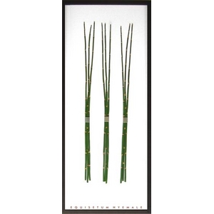 iX s[tpltEquisetum hyemale(gNT/u/ؑ)摜1