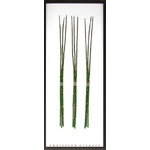 《リーフパネル》Equisetum hyemale(トクサ/砥草/木賊)