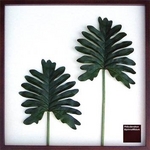 《リーフパネル》Philodendron bipinnatifidum(セローム ヒトデカズラ) タイプ2 【サイズ 625x625x30mm】