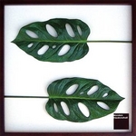 《リーフパネル》Monstera friedrichsthalii(モンステラ マドカズラ) タイプ3 【サイズ 625x625x30mm】