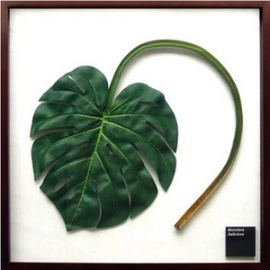 iX s[tpltMonstera deliciosa(Xe fVIT) ^Cv2 yTCY 625x625x30mmz摜1